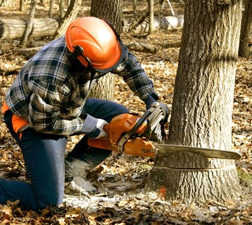 Tree Removal in Bainbridge Island, WA